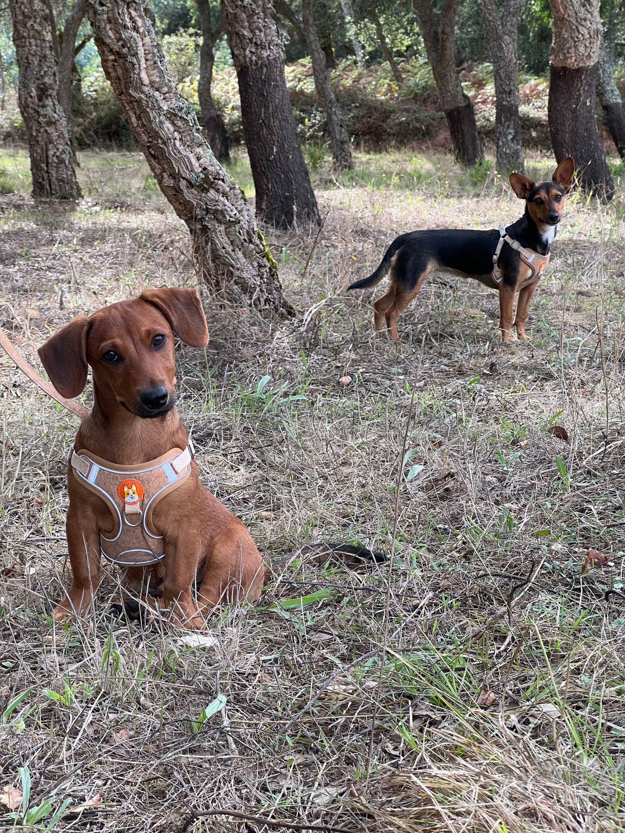 Cork Dog Harness & Leash Set for Small Dogs -Comfortable L-872-4